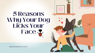 5 Real Reasons Why Your Dog Licks Your Face! by Dachshund Station 1,587 views 1 year ago 1 minute, 57 seconds
