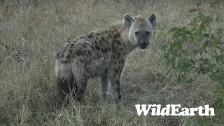 WildEarth - Sunset Safari - 16 July 2023