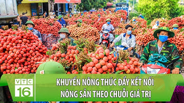 Khuyến nông thúc đẩy kết nối nông sản theo chuỗi giá trị | VTC16