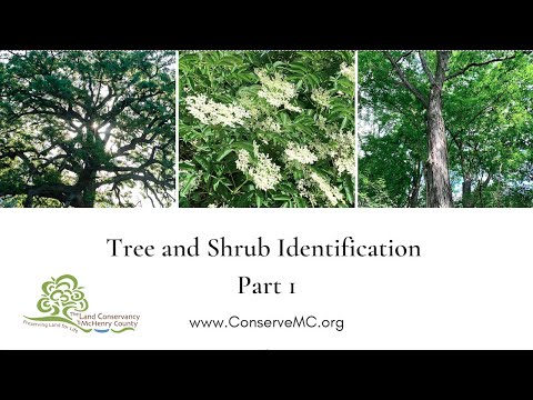 Tree and Shrub ID part 1