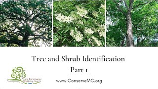 Tree and Shrub ID part 1