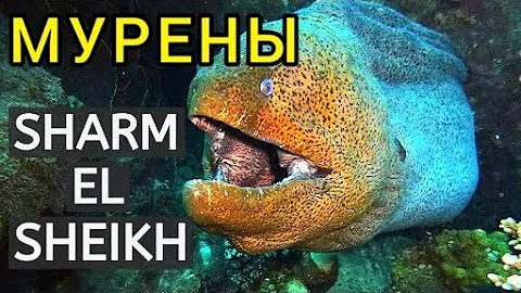 Мурены. Опасные рыбы Красного моря. Гигантские мурены в Шарм эль шейхе. Как избежать опасности