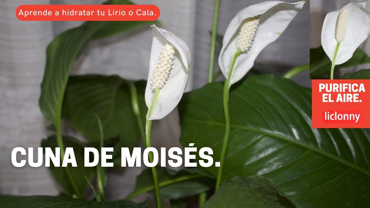 Cómo hidratar las hojas de la planta Cuna de Moisés/ Beneficio de tenerla  en casa. liclonny - YouTube