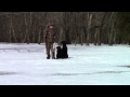 Training Your Labrador Retriever Puppy Part Nine Training Your Labrador Retriever Puppy Part Nine