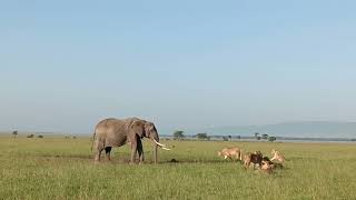 Topi Pride preys on stillborn elephant calf, Masai Mara, Kenya