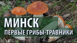 Грибы-травники. Подосиновик, дубовик, свинушка, навозник, трутовик серно-жёлтый. РБ Минск 30.05.2024