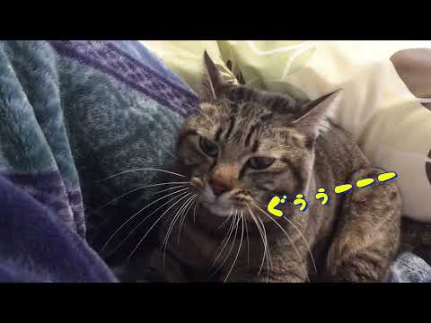 普段よりも興奮しすぎてグルグルがおかしくなるゆいちゃん【Yui-chan gets so excited than usual that she gets crazy】