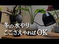 【冬の水やり】ここさえ守れば枯らさない｜100鉢以上育てる観葉植物の冬管理と注意点