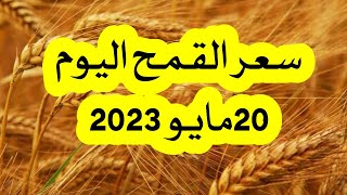 سعر القمح الان 20مايو 2023