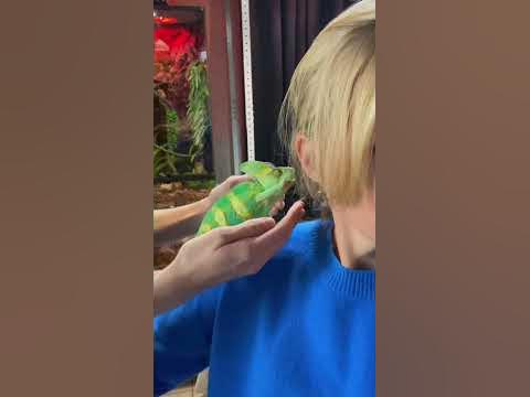 Спокойствие‼️только спокойствие😁🦎#хамелеон #карлсон #спокойствие # ...