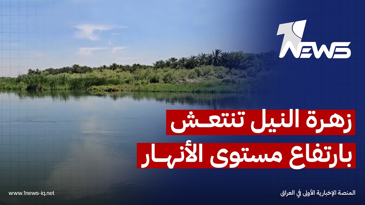 زهرة النيل تنتعش بارتفاع مستوى الأنهار في النجف والجهات المختصة تطاردها بالكري