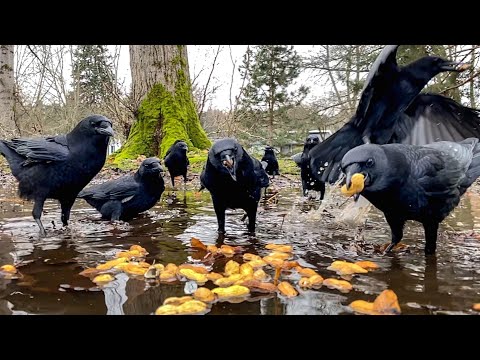 The Slow Approach Crows