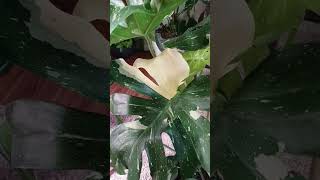 $25 find at walmart! #plants #indoorplants #houseplants #trending #monstera #garden #gardening