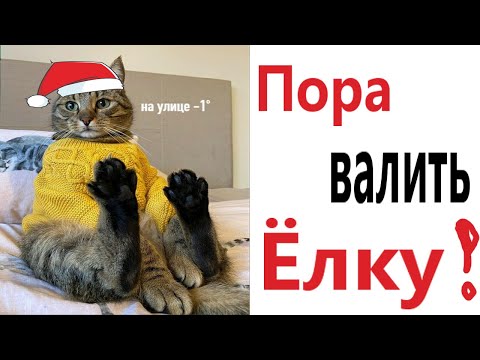 Приколы! КОТ ПРОТИВ ЁЛКИ - МЕМЫ!!! Смешные видео от – Доми шоу!
