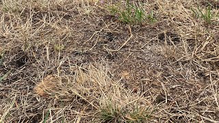 Dealing with dry patch, fungal issues and fairy rings in your lawn -