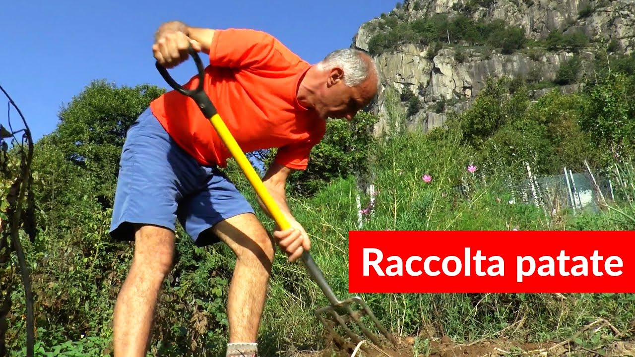 Come Si Raccolgono Le Patate YouTube