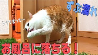 気づいたら猫が風呂に落ちていました…【ずぶ濡れ】