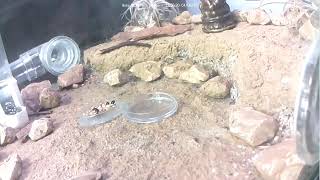 🐜 Arena, Day 1993 #1, Messor Barbarus Ant Farm Video Diary