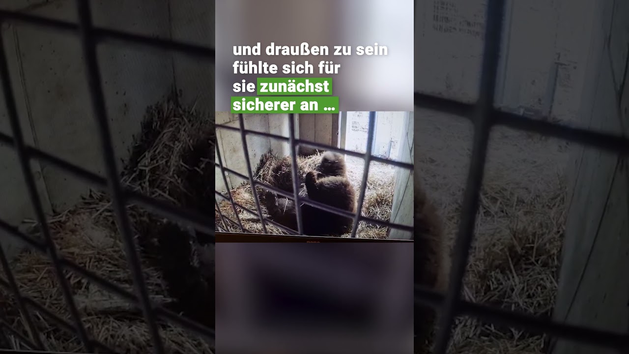 Mici erkundet ihre neue Höhle | VIER PFOTEN