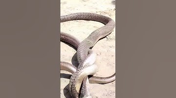 नाग नागिन 😯😯 ka Milan