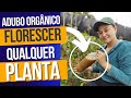 ADUBO ORGÂNICO PARA PLANTA FLORESCER RÁPIDO - VIDA VERDE SISTEMAS SUSTENTÁVEIS