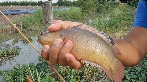 Săn bầy cá rô khủng trốn trong  hang | Big fish in a small channel