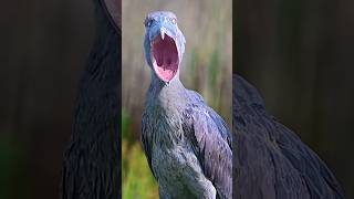 These Birds Are NOT What You Think… scary bird ever recorded 😨