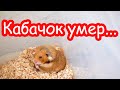 Каких животных не стало у канала ХОМКИ