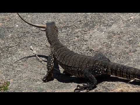 Goanna Swallows a Skink!  Western Australia, Dec 2011