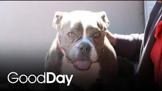 5-Year-Old Bex is Looking for Her Forever Home! | Pet of the Week