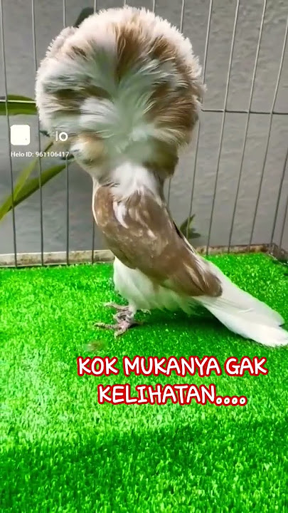 ini apaan???#shortvideo #burung #lovebird #viral #fypシ゚viral