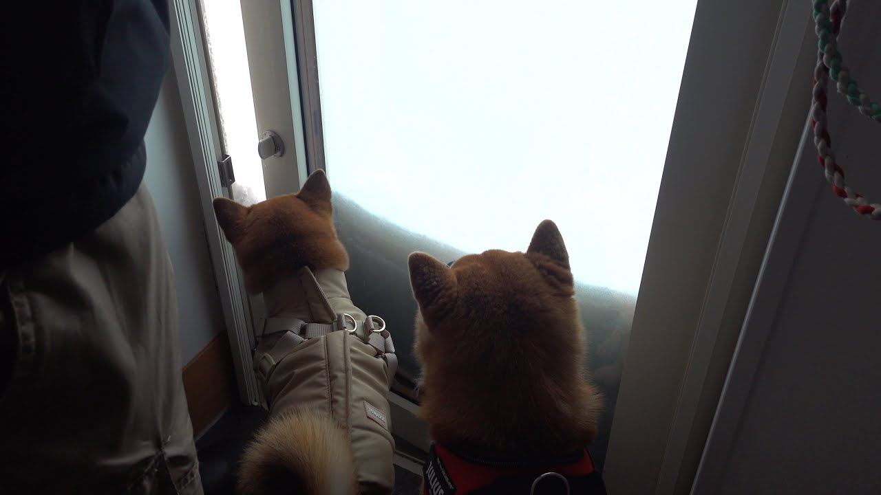 大雪で庭に出られない朝、柴犬たちは…
