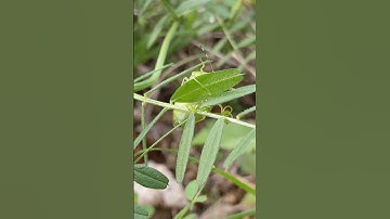 Green shield stink bug macro video