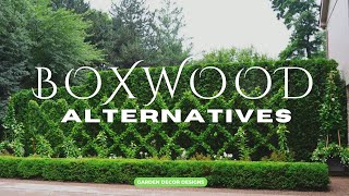 BOXWOOD PLANTS ALTERNATIVE IDEAS | BEST SHRUBS FOR HEDGES FOR EVERGREEN GARDEN LANDSCAPE DESIGNS