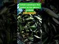 all fish seed Naihati rajendrapur fishmarket 2026 new #shorts #naihati #fishmarket