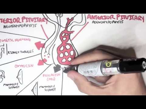 Endocrinology - Overview