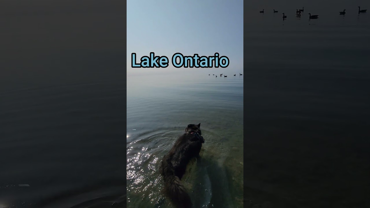 Senior Dog in All 5 Great Lakes 