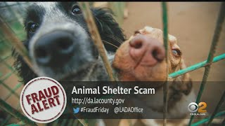 Famous Scam Targets Animal Lovers With Pictures Of Pets In Shelters Net Worth