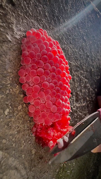 Download lagu #natural #nature #snaileggs #keong #telursiput #asmrtelursiput #siput #siputsawah