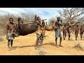 Hadzabe tribe  bush pig hunt and cooking hunters life