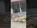 ફાર્મહાઉસમાં