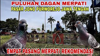 EMPAT PASANG MERPATI REKOMENDASI PASAR JONO 