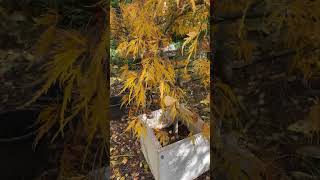 Acer palmatum dissectum 'Viridis' - Autumn 2025