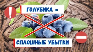 Почему не стоит заниматься голубикой