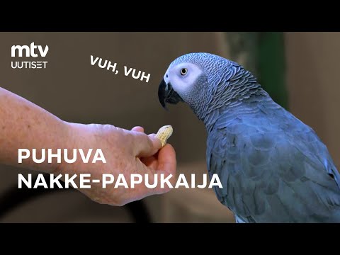 Video: Voivatko papukaijat syödä kurkkua?
