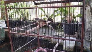 Unboxing Ciblek Gunung Cigun dan Ciblek Sawah Ciwah