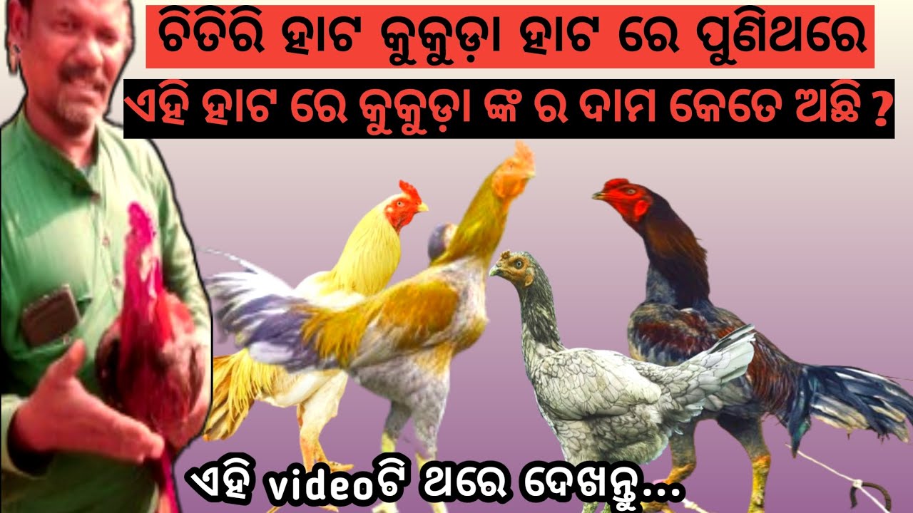 ଏହି ହାଟରେ କୁକୁଡ଼ା ଙ୍କର ଦାମ କେତେ ଅଛି?ଏହି ହାଟ ଟି କେଉଁ ଦିନ ଆରମ୍ଭ ହୋଇଥାଏ