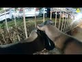 Bodycam: Shootout Between Officer And Suspect Across Parking Lot.