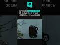 Корочкин сидел в СИЗО, но нападения в стиле «Зодиака» продолжились #лесопарковыйманьяк #трукрайм