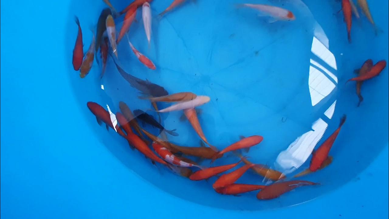 Sakai FishFarm Super Mango Tosai Mix selected by Narita Koi Farm